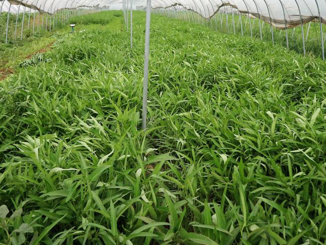 【种植技术】空心菜大棚种植的适宜时间和种植方法