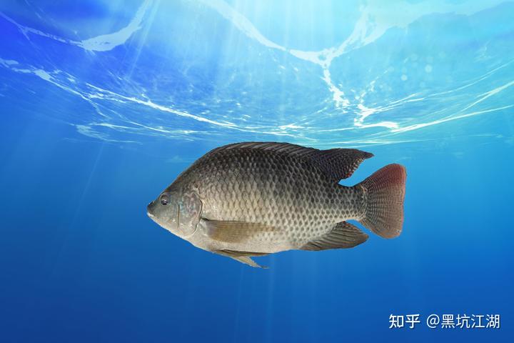 罗非鱼的网箱养殖技术_高密度室内养殖罗非鱼视频_网箱养殖罗非鱼多久可以上市