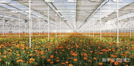 蕨菜养殖技术_养殖蕨菜技术与管理_养殖蕨菜技术要点