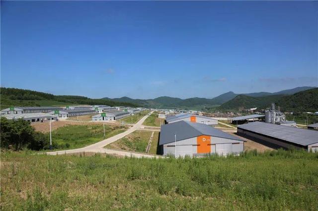 如何养殖黄牛视频_黄牛养殖技术视频播放_黄牛视频养殖技术