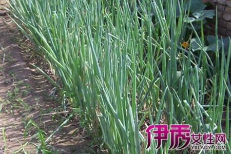 大葱种植全过程_大葱种植技术视频教程_大葱的种植技术整套视频