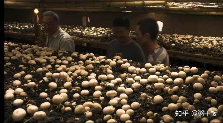 山海情：金滩村蘑菇卖不出去，咋办？菇芳自赏可不行