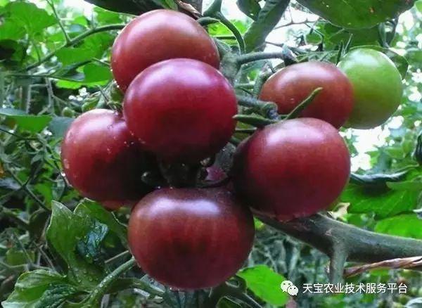 萧县农村种植致富_农村致富项目种植业_致富种植农村萧县有补贴吗