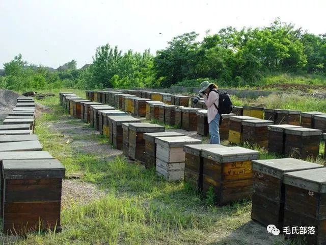 蜜蜂养殖技术全集_蜜蜂养殖技术 - 百度_蜜蜂养殖基本技术