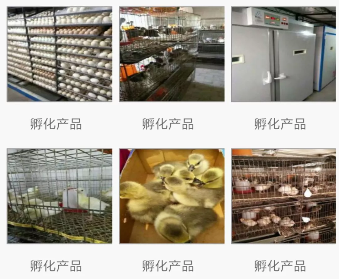 致富孔雀养殖之路图片_孔雀养殖致富之路_致富孔雀养殖之路视频