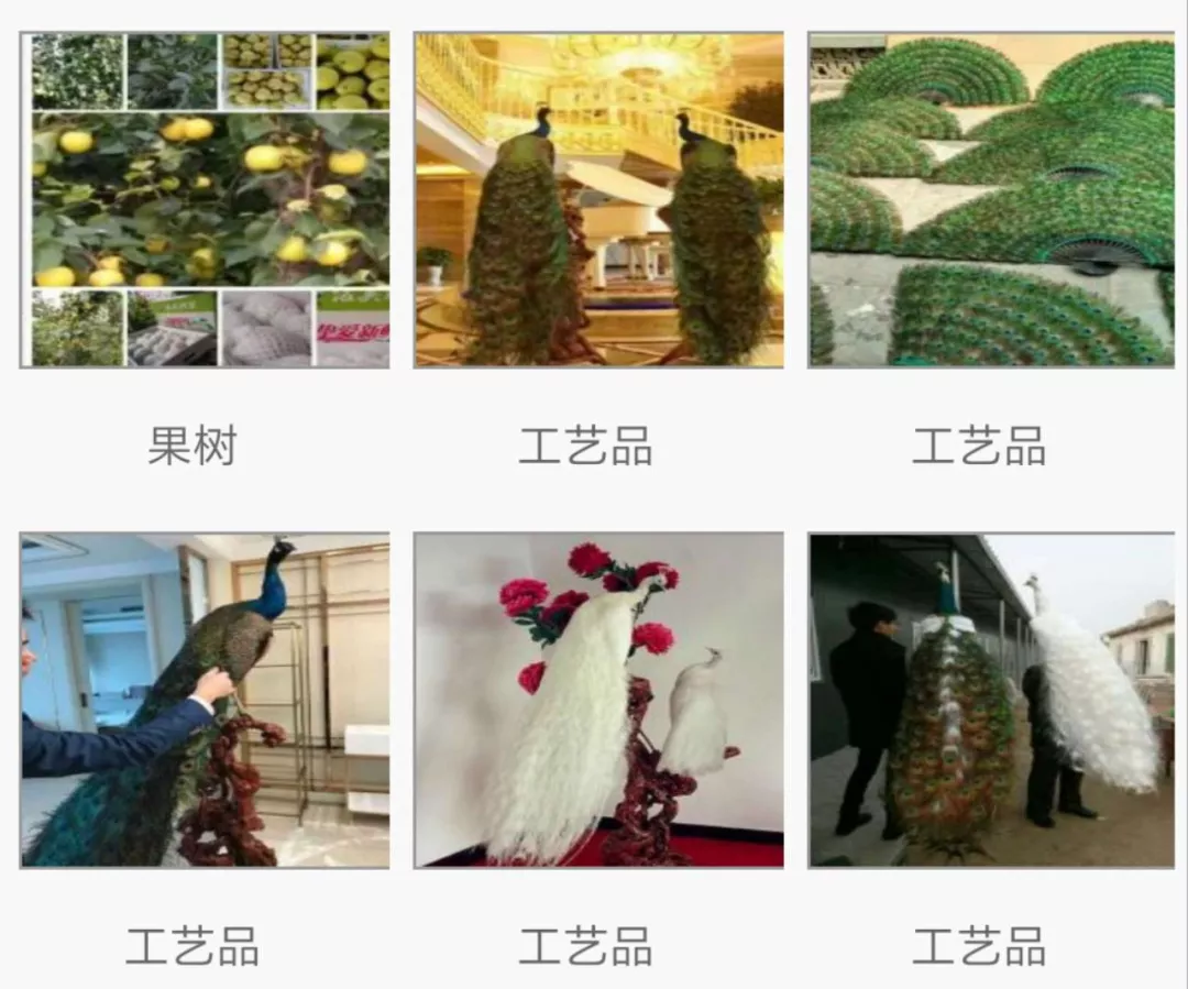 孔雀养殖致富之路_致富孔雀养殖之路视频_致富孔雀养殖之路图片
