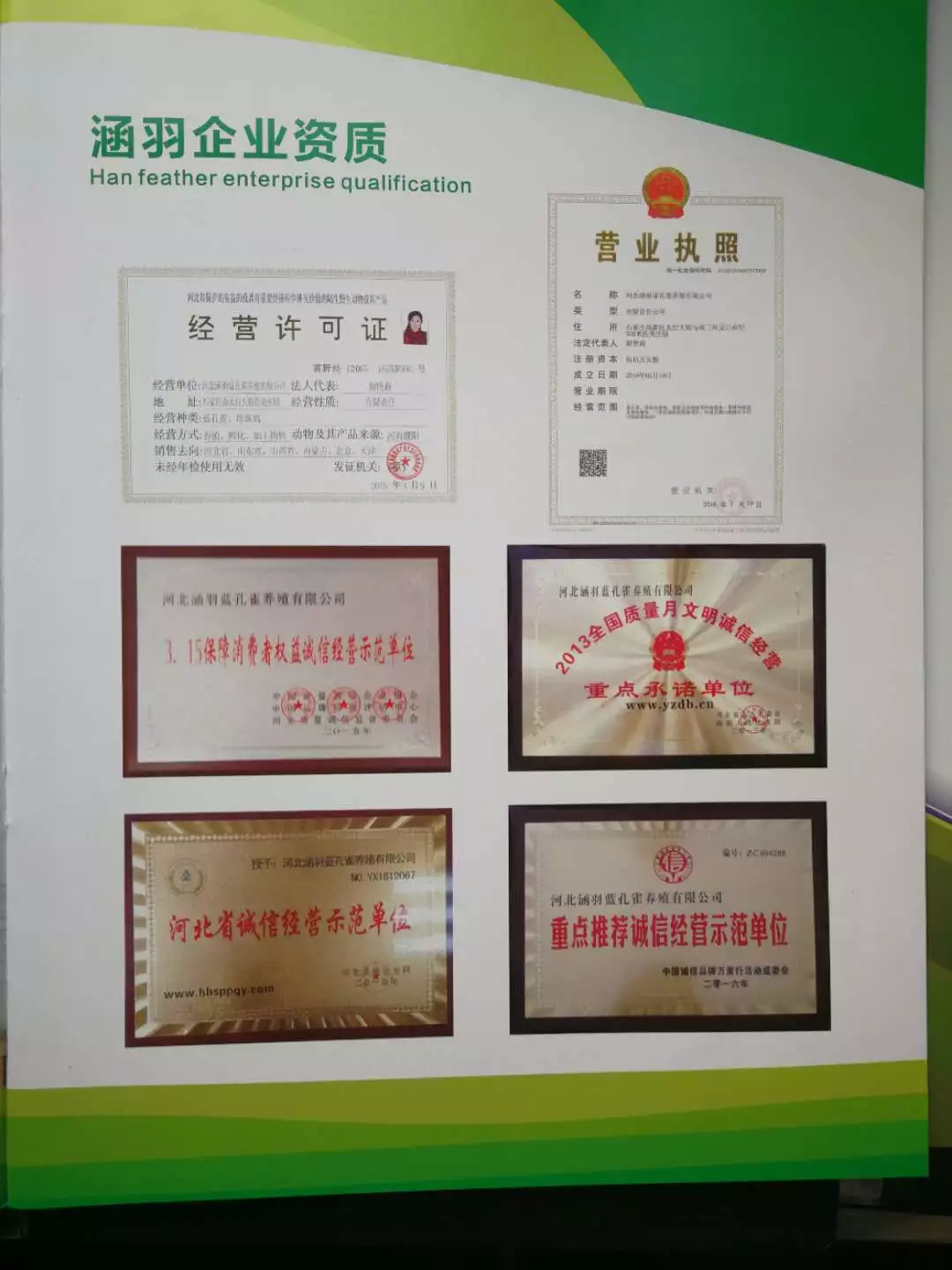 致富孔雀养殖之路图片_孔雀养殖致富之路_致富孔雀养殖之路视频