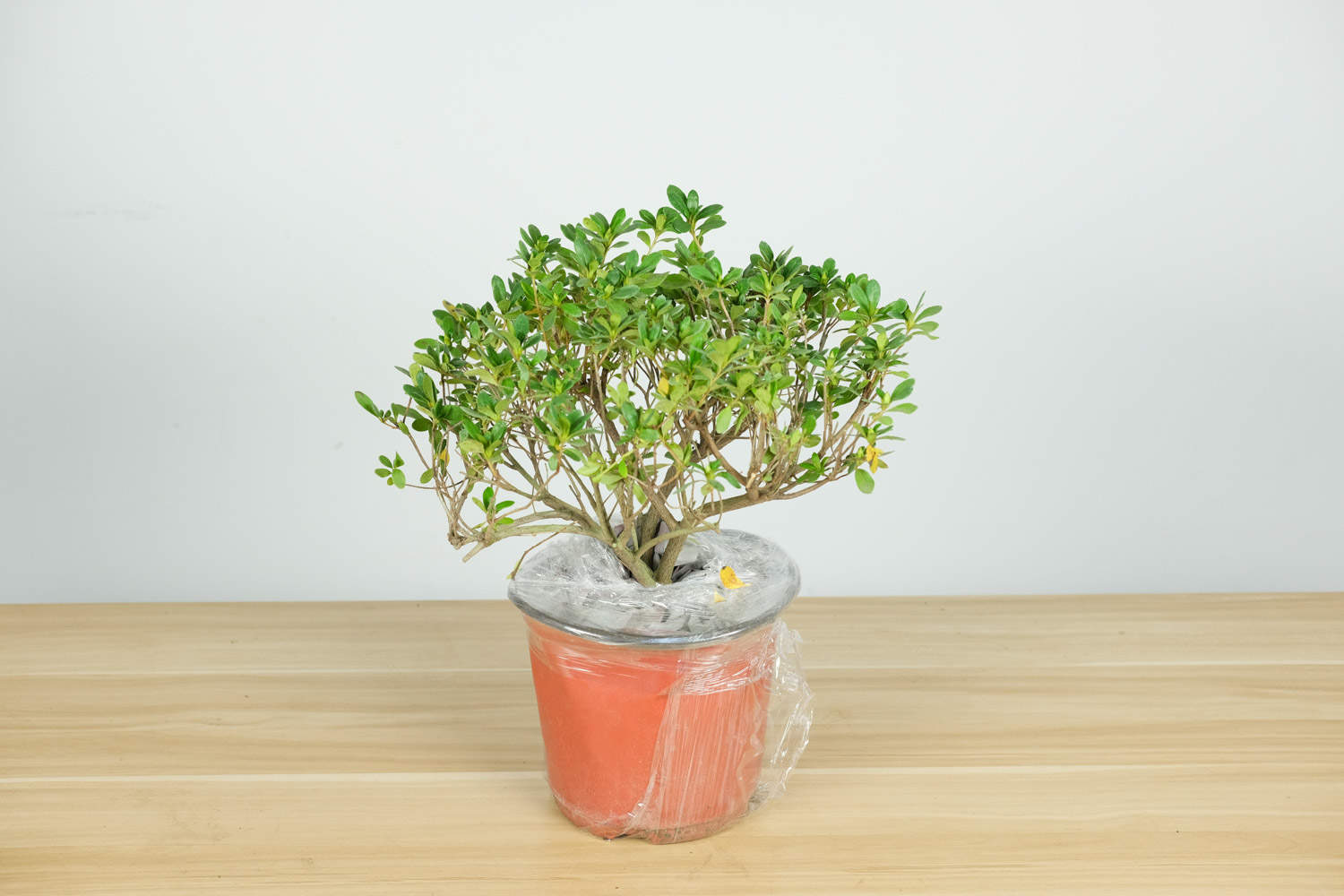 20种常见花卉的养殖技巧