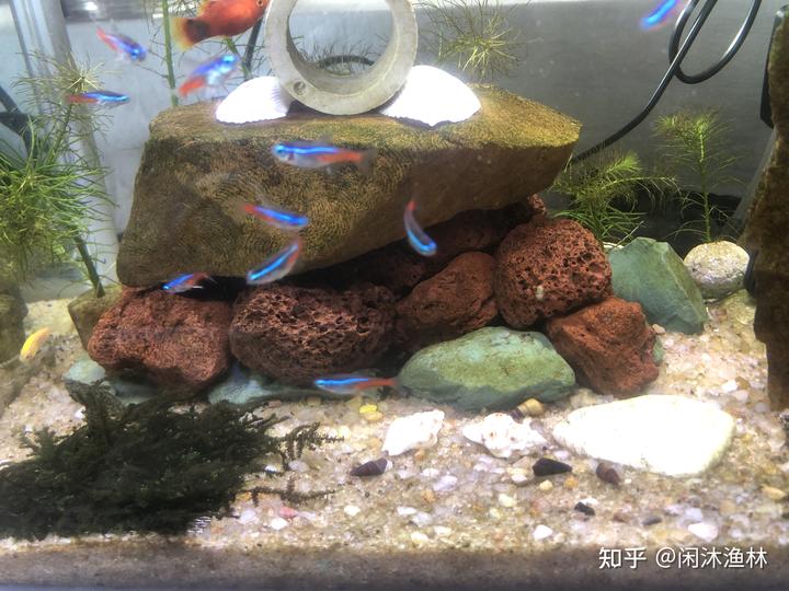 致富兔养殖新手视频_致富经兔子养殖_新手养殖致富兔