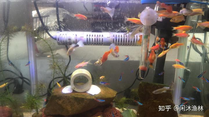 新手养殖致富兔_致富经兔子养殖_致富兔养殖新手视频