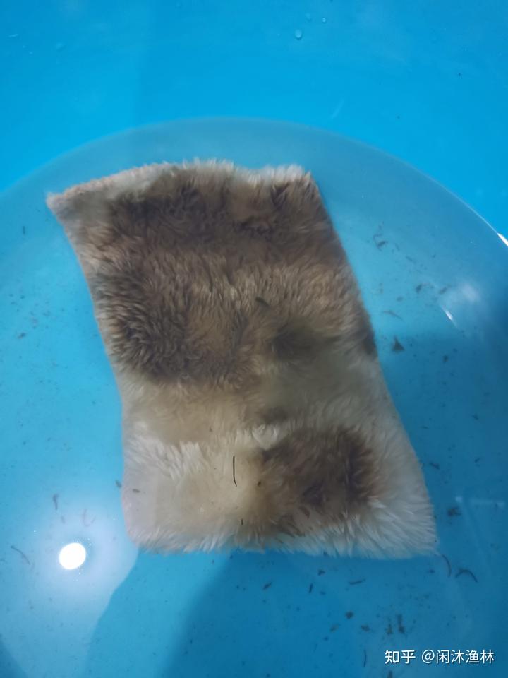新手养殖致富兔_致富经兔子养殖_致富兔养殖新手视频