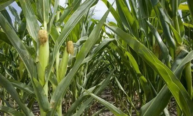 致富玉米甜种植技术与管理_致富经甜玉米种植视频_致富经甜玉米种植技术
