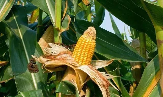 致富经甜玉米种植视频_致富经甜玉米种植技术_致富玉米甜种植技术与管理