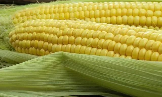 致富经甜玉米种植视频_致富经甜玉米种植技术_致富玉米甜种植技术与管理