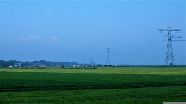 肇庆80后辞职回乡养孔雀，特种养殖带领村民致富