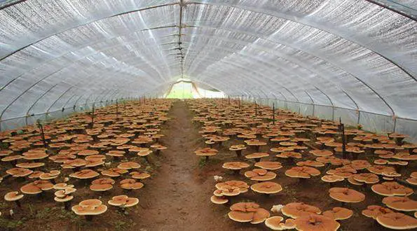 种植致富的地方_致富种植地方有哪些_种植致富项目
