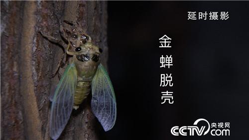 山东金蝉养殖合作社_致富经山东金蝉_致富经金蝉养殖视频完全版