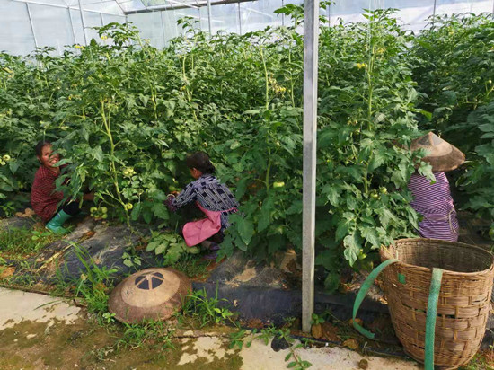 露天种植丝瓜高产栽培技术_露天种植丝瓜技术与管理_露天丝瓜种植技术