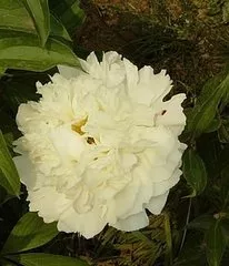 芍药种植和栽培技术_栽培种植芍药技术要求_栽培种植芍药技术视频