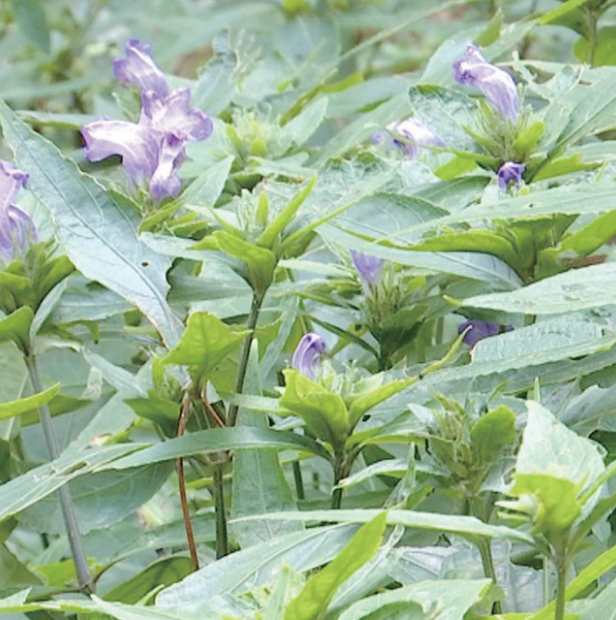 农村5个药材种植致富项目_农村致富新项目 种植药材_致富药材种植农村项目新闻稿