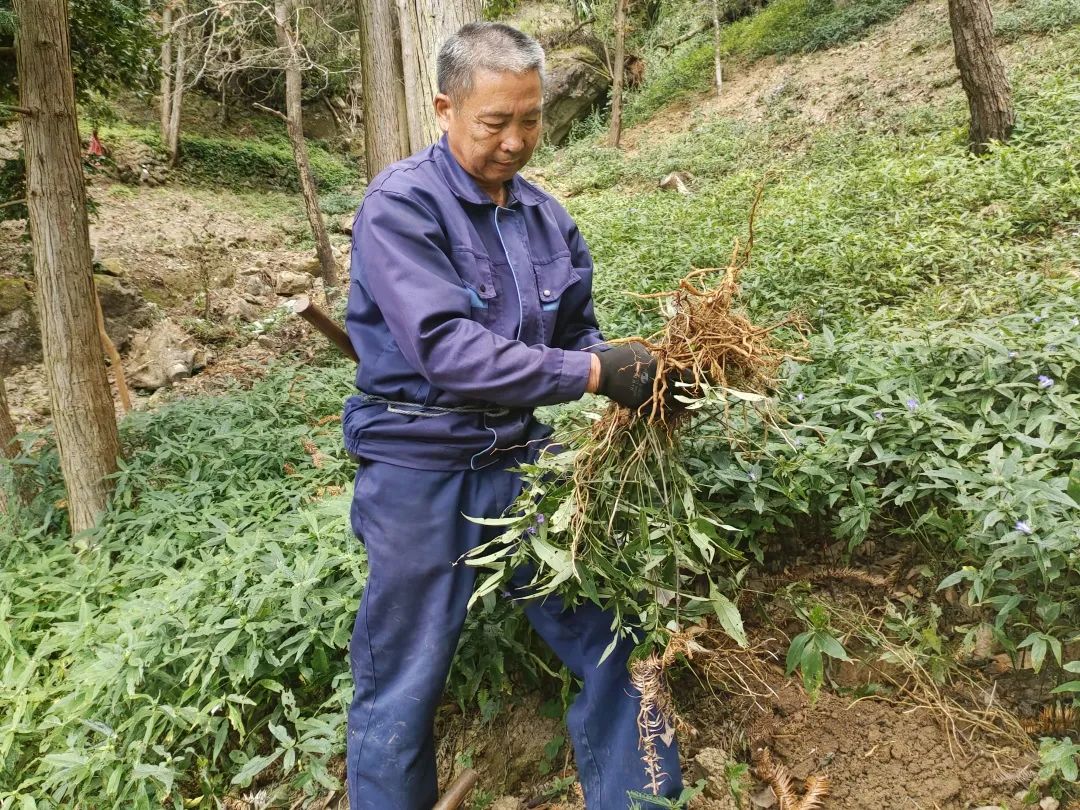 致富药材种植农村项目新闻稿_农村5个药材种植致富项目_农村致富新项目 种植药材