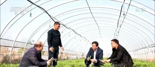 芦蒿怎么种出高产量_种植芦蒿好致富_种植芦蒿技术