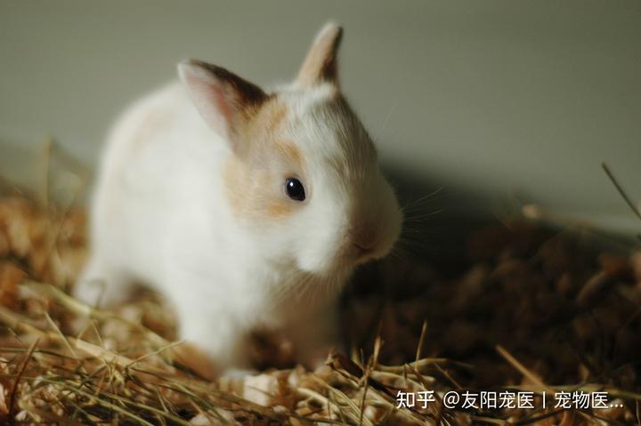 新手养殖致富兔_致富兔养殖新手怎么养_致富经兔子养殖