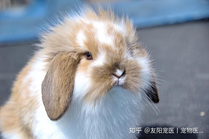 致富经兔子养殖_致富兔养殖新手怎么养_新手养殖致富兔