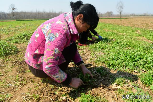 致富野草种植技术视频_致富野草种植视频_野草种植致富