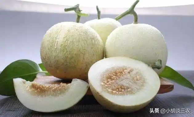 香瓜的种植技巧，掌握种植要点，收获高产香瓜