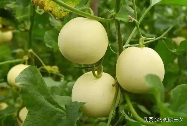 香瓜的种植技巧，掌握种植要点，收获高产香瓜