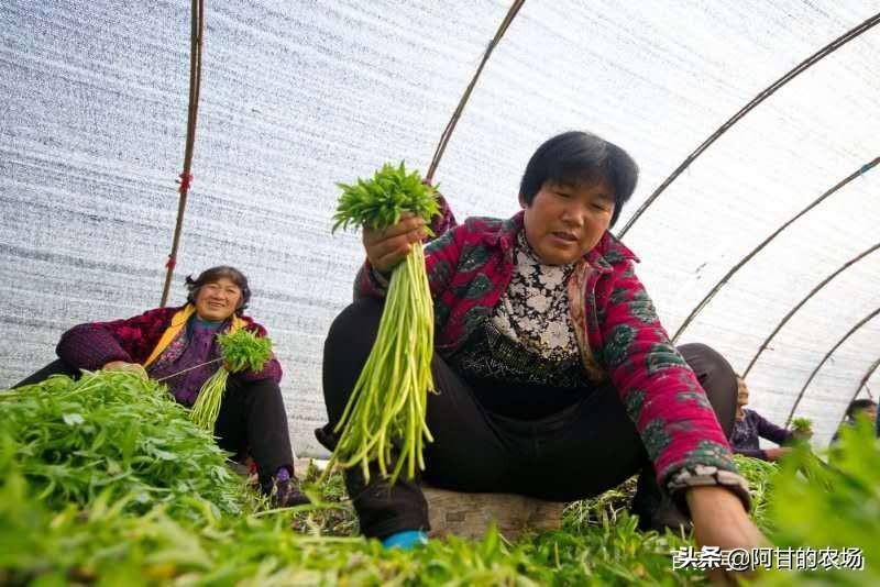 芦蒿怎么种出高产量_种植芦蒿好致富_芦蒿的种植时间及种植方法