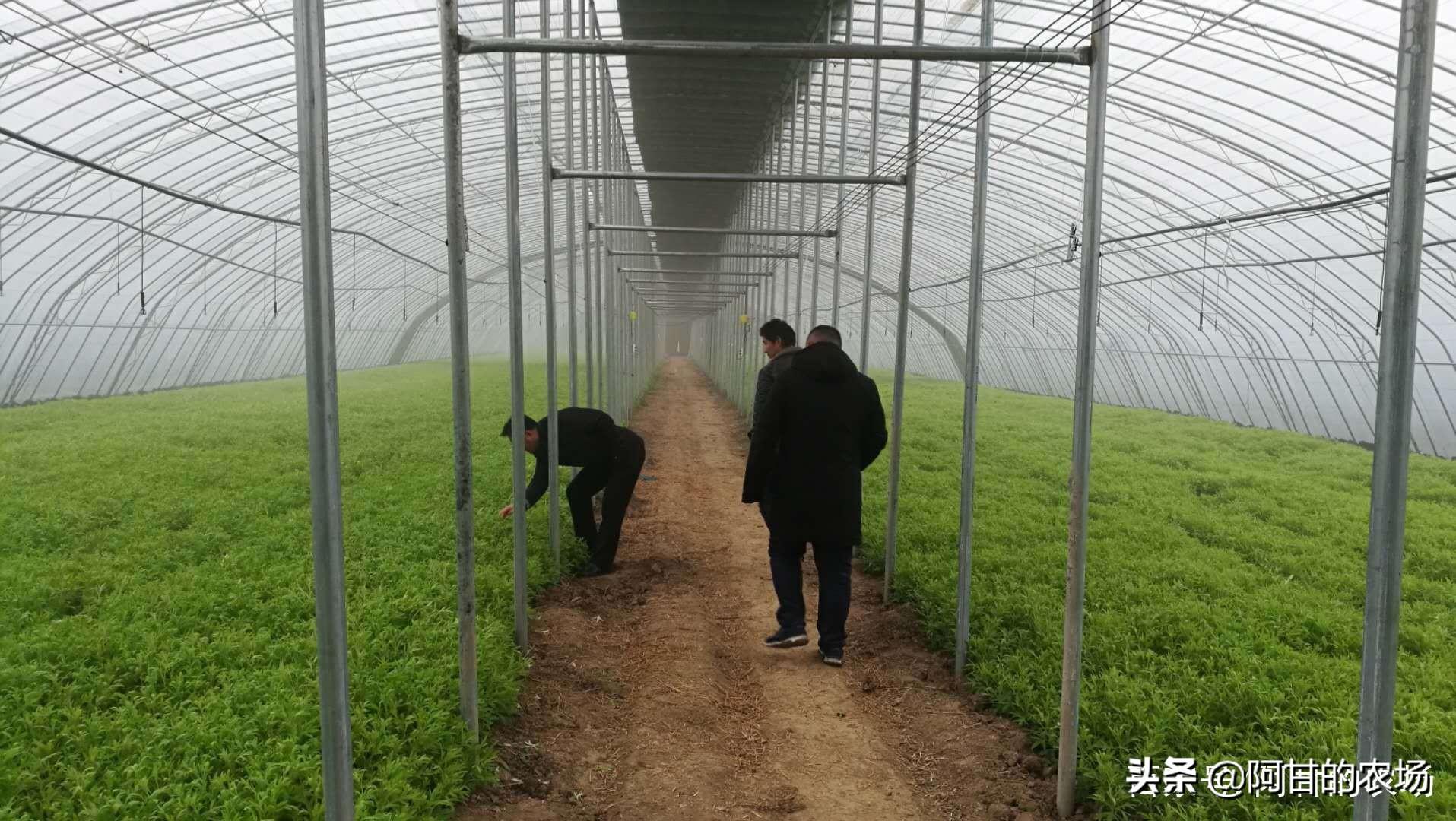 芦蒿怎么种出高产量_种植芦蒿好致富_芦蒿的种植时间及种植方法
