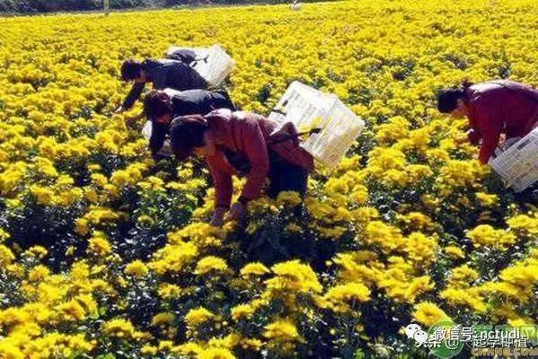 菊花种植技术及管理要点介绍