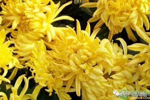 全套菊花种植技术有哪些_菊花种植全套技术_菊花种植技巧
