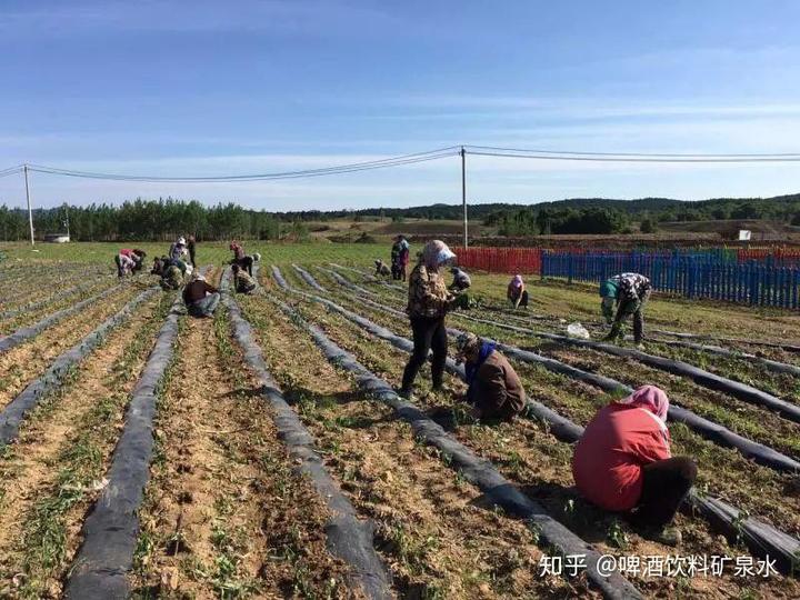 助力农村产业兴旺 磐石鑫达农牧带动农民脱贫致富