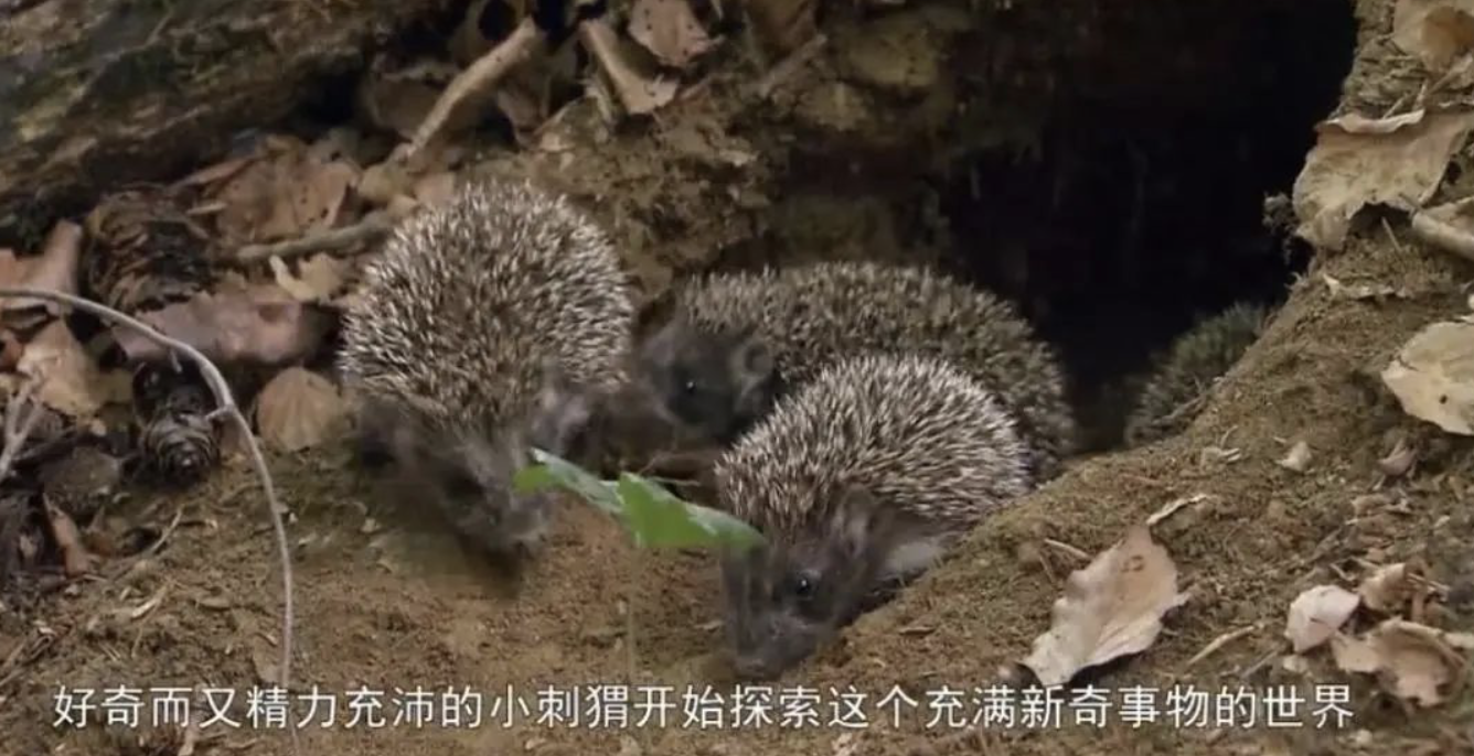 肉狗养殖技术难点_肉狗养殖新技术_养肉狗的技术养殖场