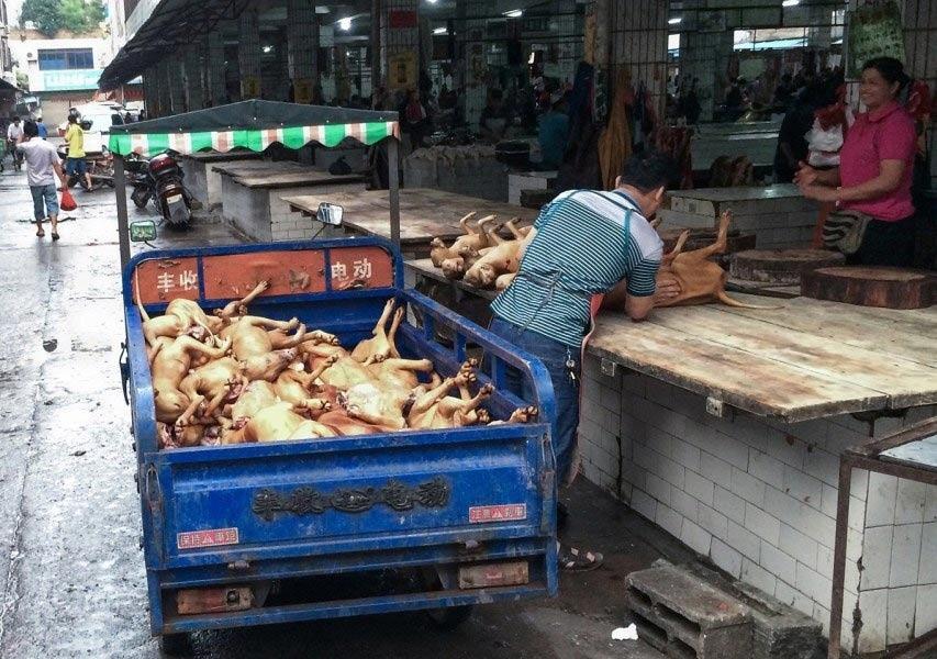 肉狗养殖新技术_养殖肉狗技术要点及场地环境_肉狗养殖技术难点