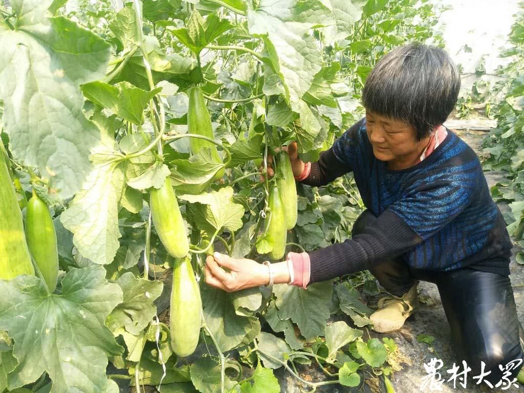 疫情下栽植的甜瓜已经熟了！一斤卖10元，比往年翻番