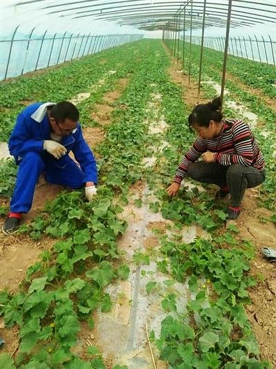 黑柳子白梨脆甜瓜 成为农民致富的金蛋蛋