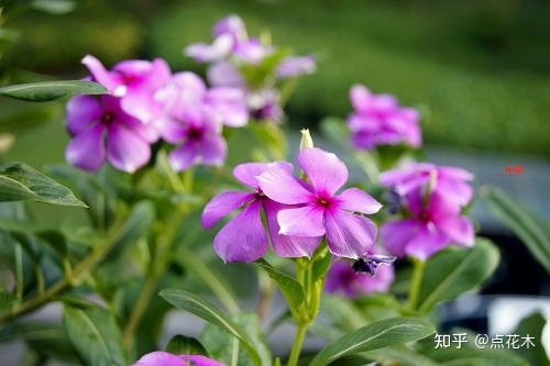 养蜂养殖技术视频播放_中峰养殖技术视频_养殖技术视频教程