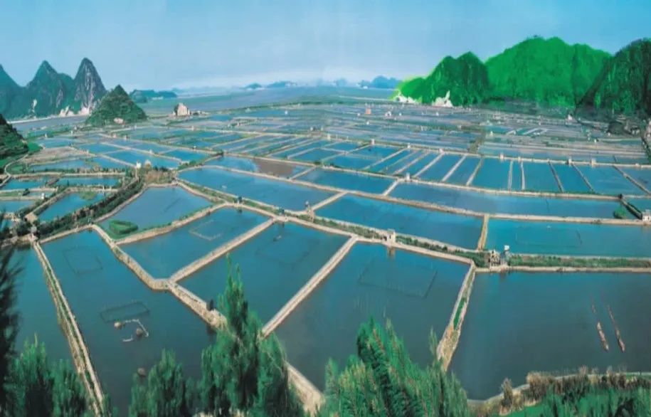 缢蛏的养殖技术_缢蛏靠什么捕食_缢蛏养殖的管理技术