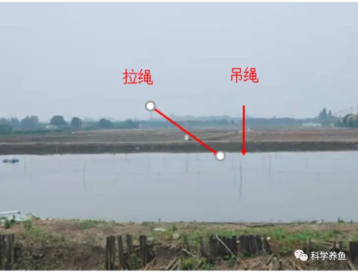 生财有道青虾养殖视频_淡水青虾养殖技术视频_青虾养殖技术视频全集