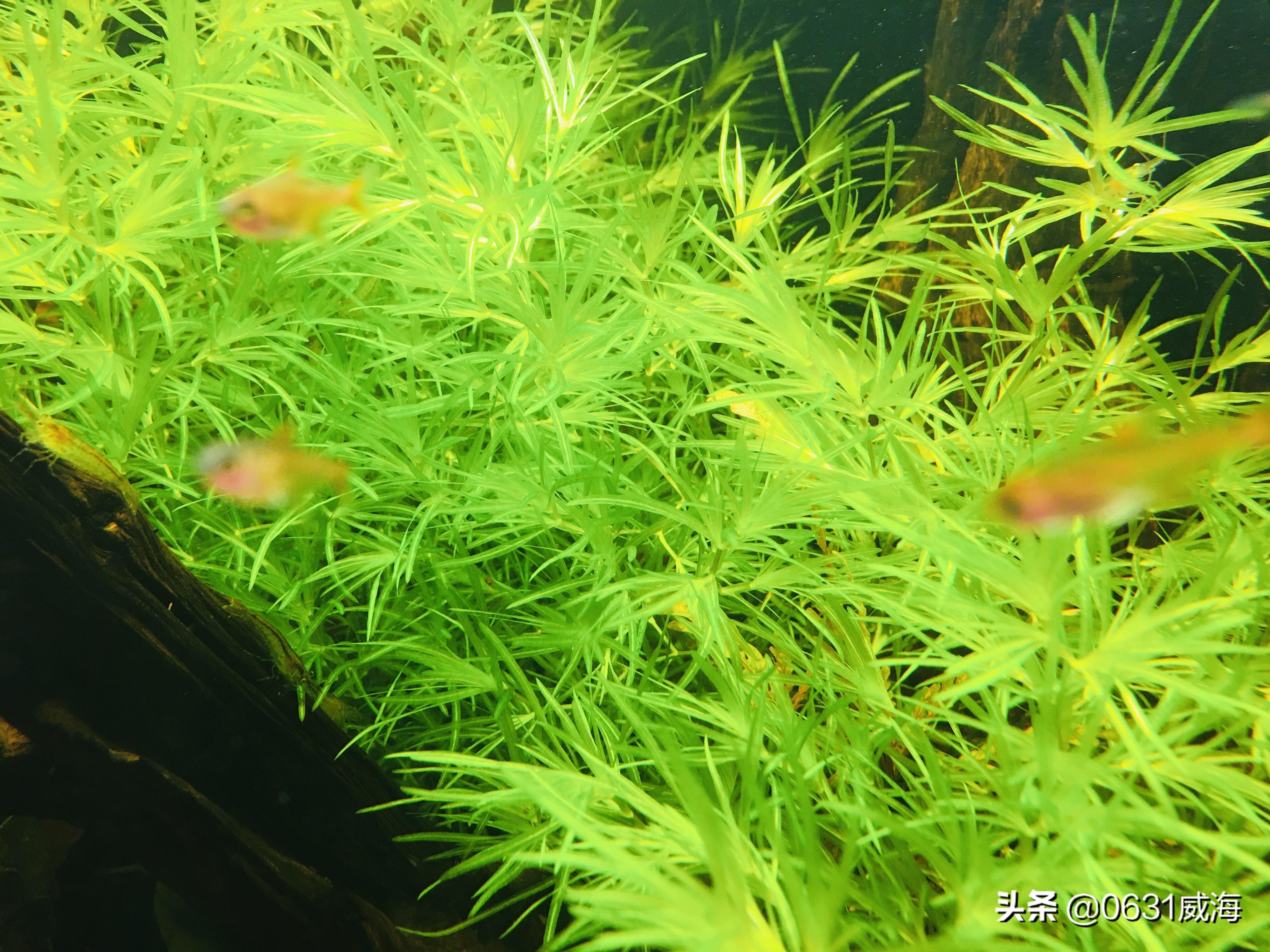 人工繁殖鱼苗养殖技术大全_人工养殖的花_棒花鱼人工养殖技术