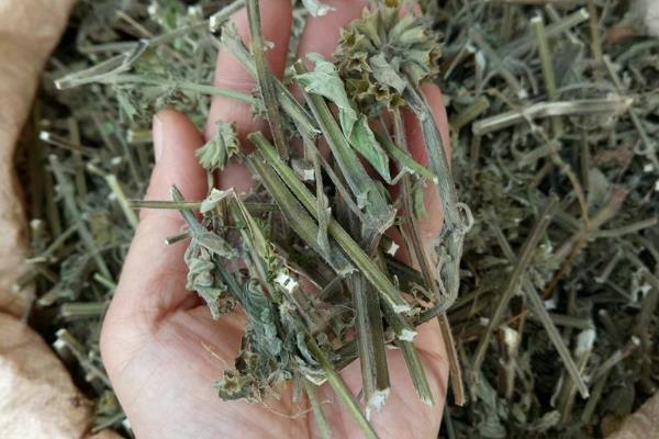 种植药材致富方案_致富药材种植方案设计_中药材种植致富经