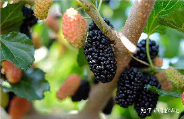 视频种植桑葚技术视频教程_桑葚种植视频技术_桑葚的种植技术视频