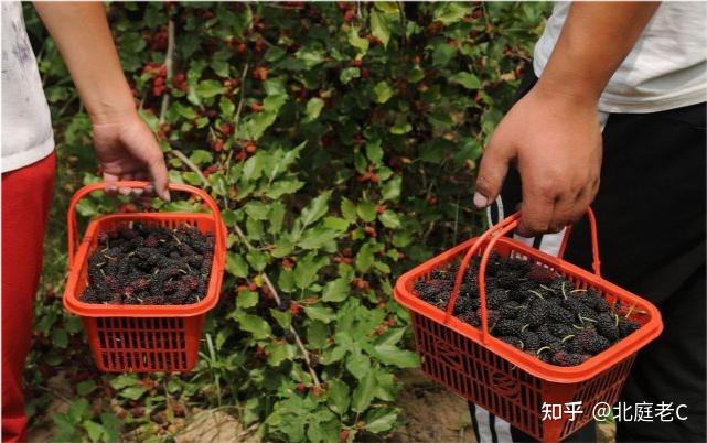 桑葚种植视频技术_视频种植桑葚技术视频教程_桑葚的种植技术视频