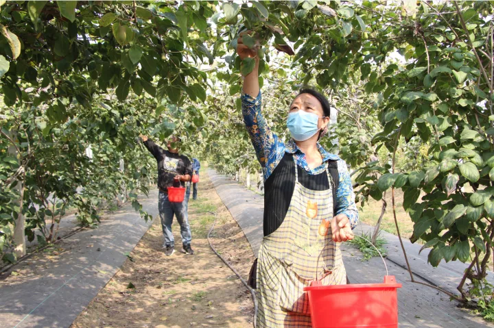 壶关种植致富果_壶关种植致富果_壶关种植致富果