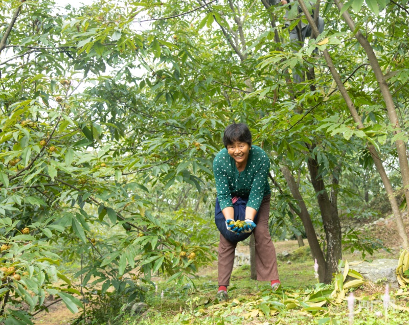 宣城绩溪：薄壳山核桃  乡村致富果
