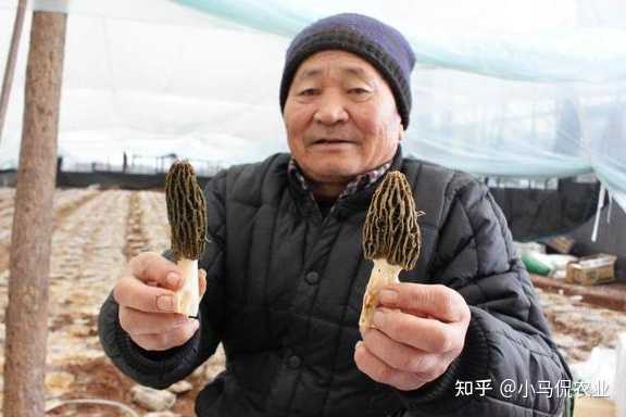 现在种植蘑菇市场前景如何？